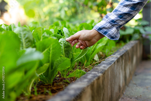 self-sufficient garden. farmer's hand harvests homegrown vegetables in a sustainable backyard garden for edible gardening and farm to table concept.