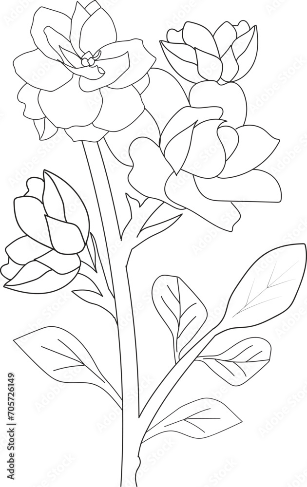 Botanical gardenia drawing, scientific gardenia botanical illustration, gardenia jasminoides drawing, easy gardenia flower drawing, line gardenia drawing, botanical gardenia vector sketch Botanical gardenia drawing, scientific gardenia botanical illustration, gardenia jasminoides drawing, easy gardenia flower drawing, line gardenia drawing, botanical gardenia vector sketch