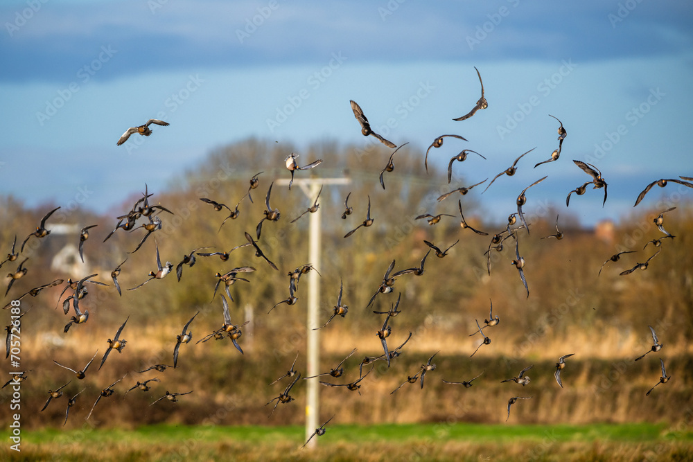 Peregrine Falcon during an attack on a flock of ducks, Eurasian Wigeon and Eurasian Teal Peregrine Falcon during an attack on a flock of ducks, Eurasian Wigeon and Eurasian Teal