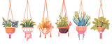 House plants in hanging pots