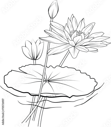Flower coloring page and books, monochrome vector sketch, bellflower sketch, waterlily vector, floral background with lotus natural leaf collection, illustration pencil art flower, waterlily drawings