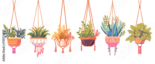 House plants in hanging pots