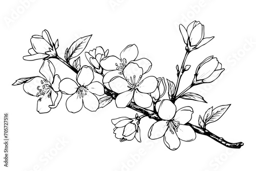 Sakura branch hand drawn ink sketch. Engraved style vector illustration.