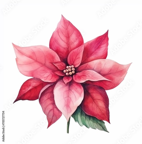 Watercolor poinsettia Christmas flower on white background