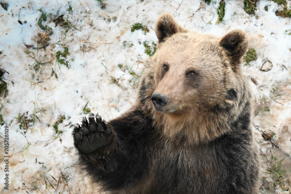 Fototapeta premium ours brun portait