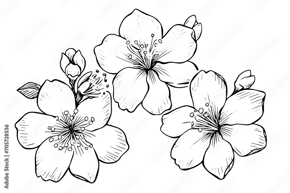 Sakura flower hand drawn ink sketch. Engraved style vector illustration. - obrazy, fototapety, plakaty 