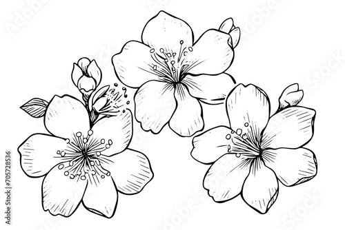 Sakura flower hand drawn ink sketch. Engraved style vector illustration. #705728536