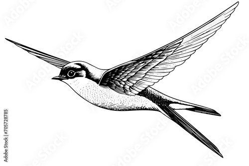 Flying swallow hand drawn ink sketch. Engraved style vector illustration. photo