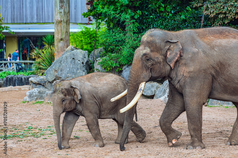 Fototapeta premium Elephants in Captivity