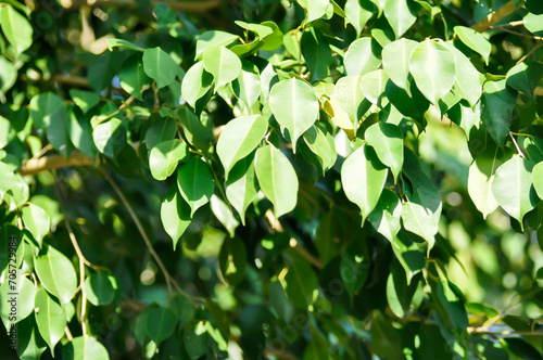 Ficus Benjamina L, Moraceae or Golden Fig or Weeping Fig and sky © jobrestful
