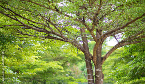 Branches tree is very beautiful