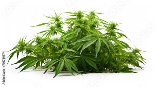 Marijuana plant growing isolated over white background.