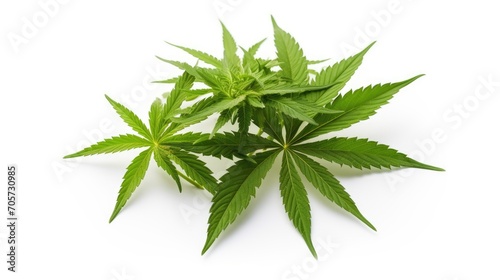 Marijuana plant growing isolated over white background.