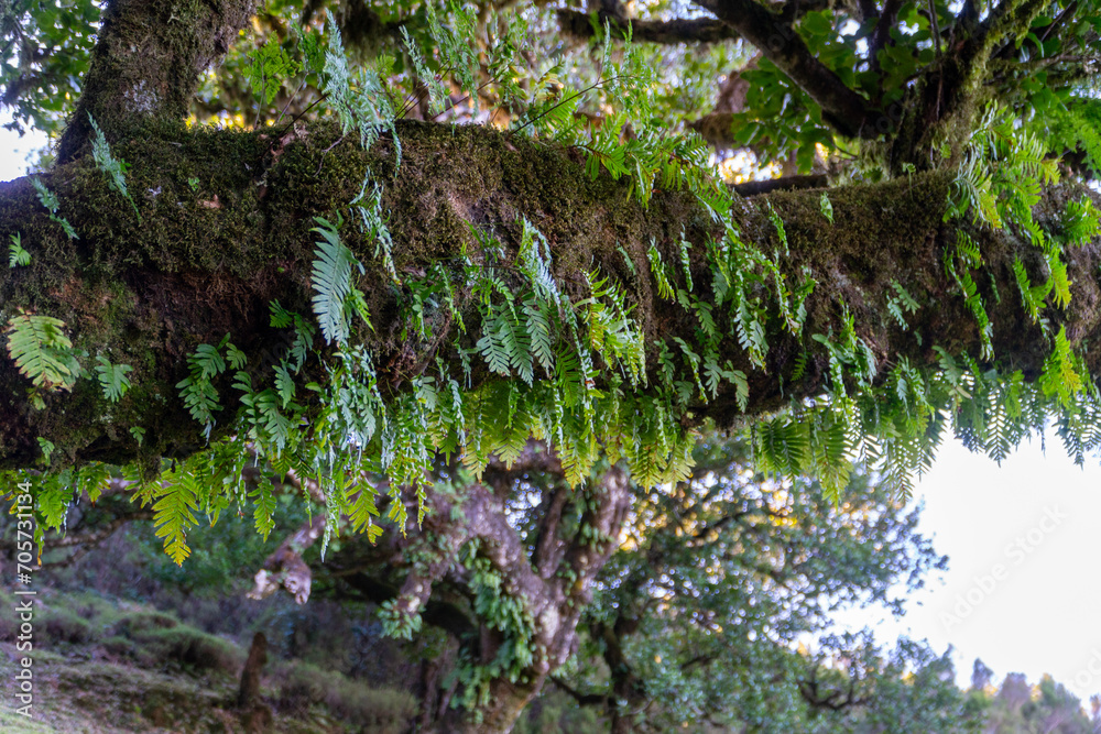Fanal Forest Panoramic Views at Madeira Fanal Forest Panoramic Views at Madeira