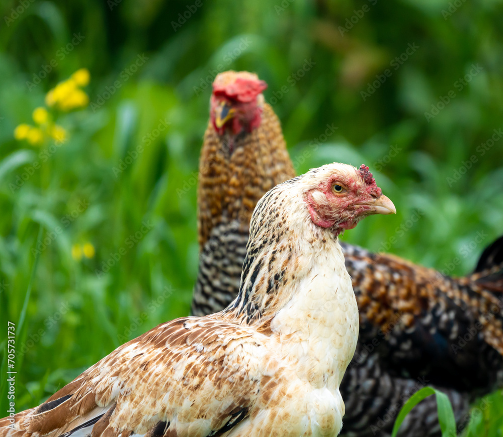 Índio Gigante, also known as Indian Giant Hen, is a breed of domestic ...