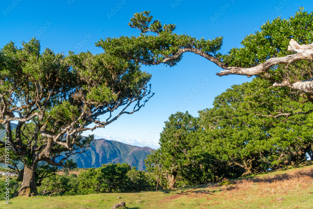 Fototapeta premium Fanal Forest Panoramic Views at Madeira