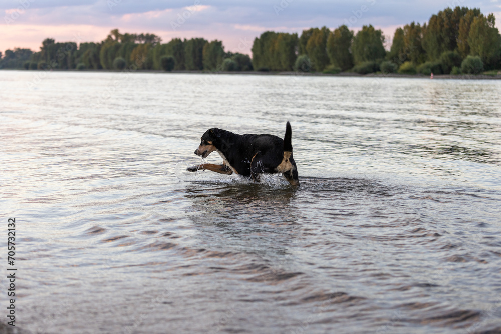 Dog is running trough the water. Appenzeller Sennenhund in action.