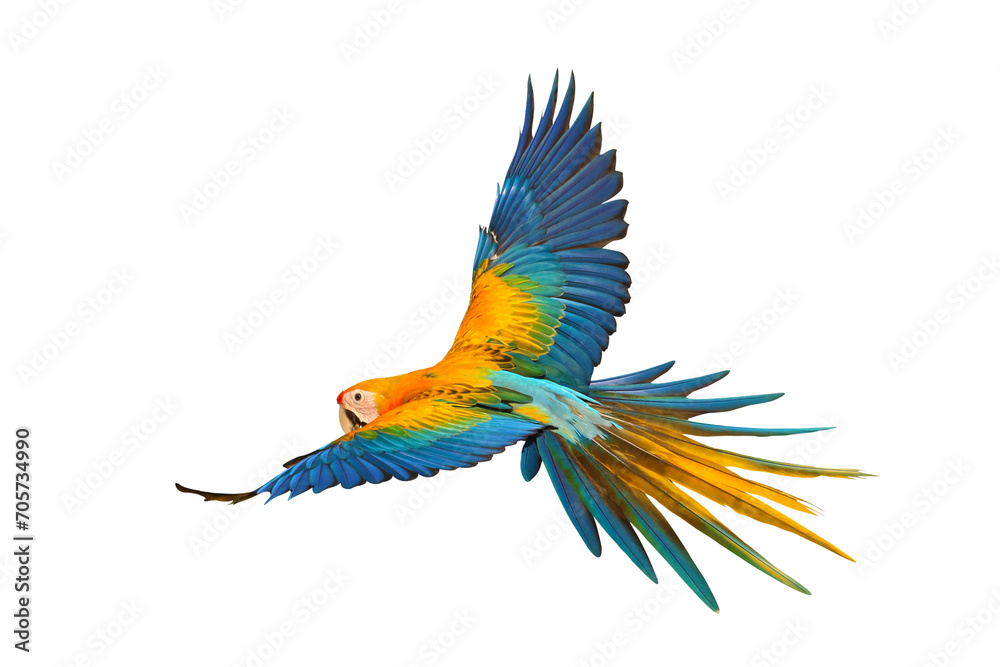 Beautiful of Camelot macaw flying isolated on transparent background png file