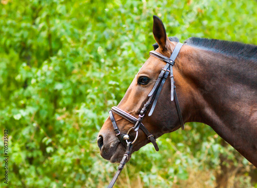 Portrait of a thoroughbred chestnut horse