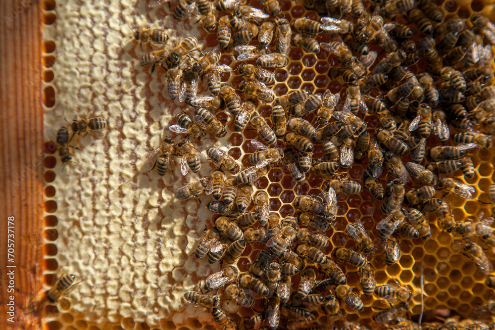 Working bees on the yellow honeycomb with sweet honey.. Working bees on the yellow honeycomb with sweet honey..