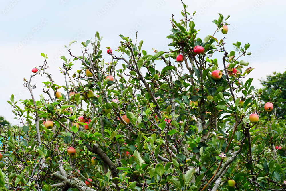 Malang, Indonesia organic apples hanging on a tree branch in an apple orchard