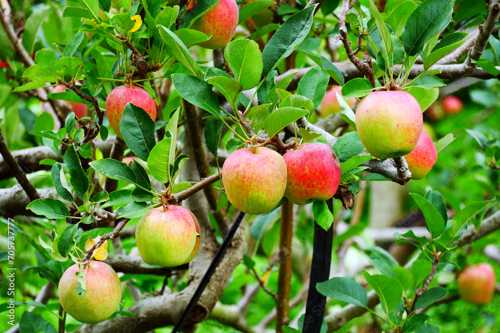 Malang, Indonesia organic apples hanging on a tree branch in an apple orchard Malang, Indonesia organic apples hanging on a tree branch in an apple orchard