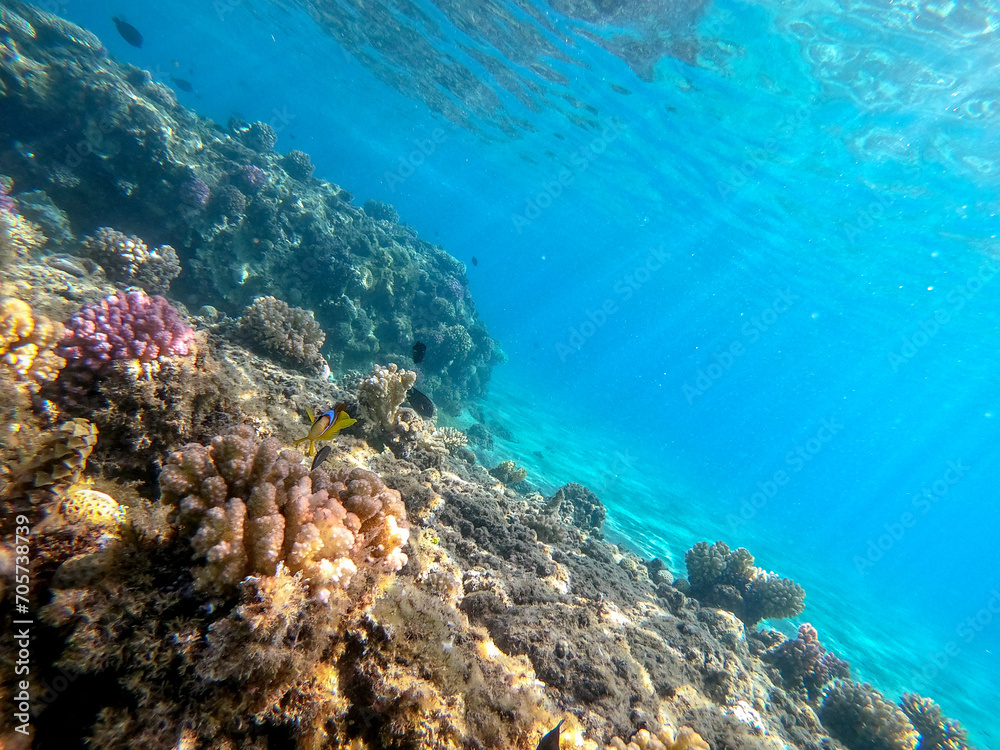 Naklejka premium Clown fish or amphiprion bicinctus (Amphiprion Inae)at coral reef..