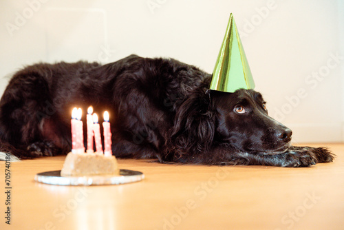 Cute dog Brittany spaniel wearing birthday hat and celebrating birthday at home with cake