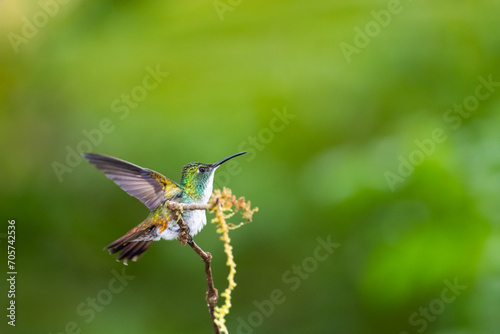 White-chested Emerald hummingbird in motion, preparing to fly from a mossy branch with wings spread