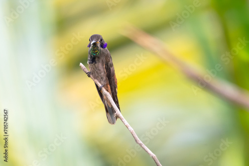 A Brown Violetear, Colibri delphinae, perching on a small branch in the rainforest colorful background photo