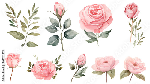 Watercolor elements pink roses on a white background © WARIT_S
