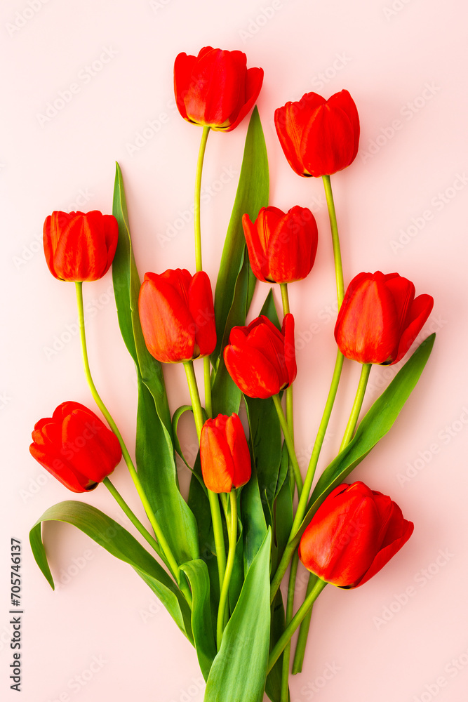 Fresh red tulips on pink background, spring and holidays concept, top view, copy space Fresh red tulips on pink background, spring and holidays concept, top view, copy space