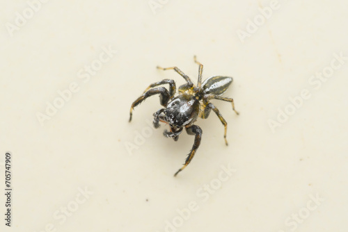 Male Jumping Spider Portrait, Pune, India