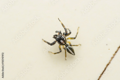 Male Jumping Spider Poised, Pune, India