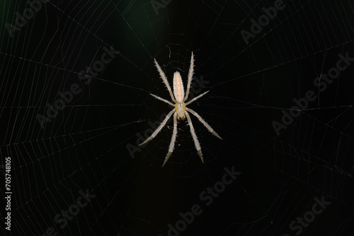 Orb Weaver Spider on Web, Satara, India © Apurv