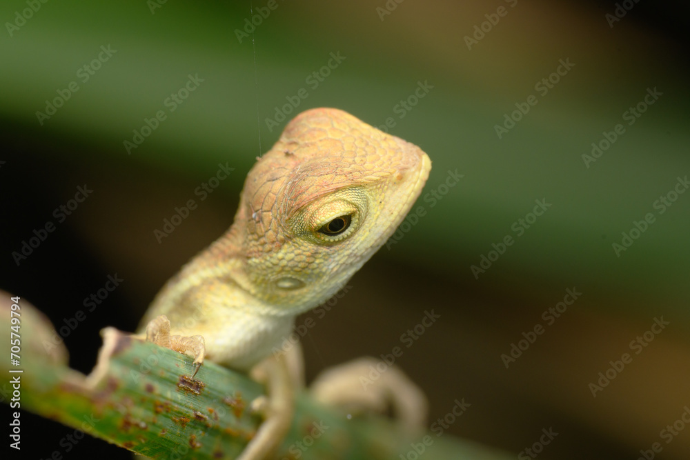 Fototapeta premium Indian Garden Lizard Portrait, Pune, India