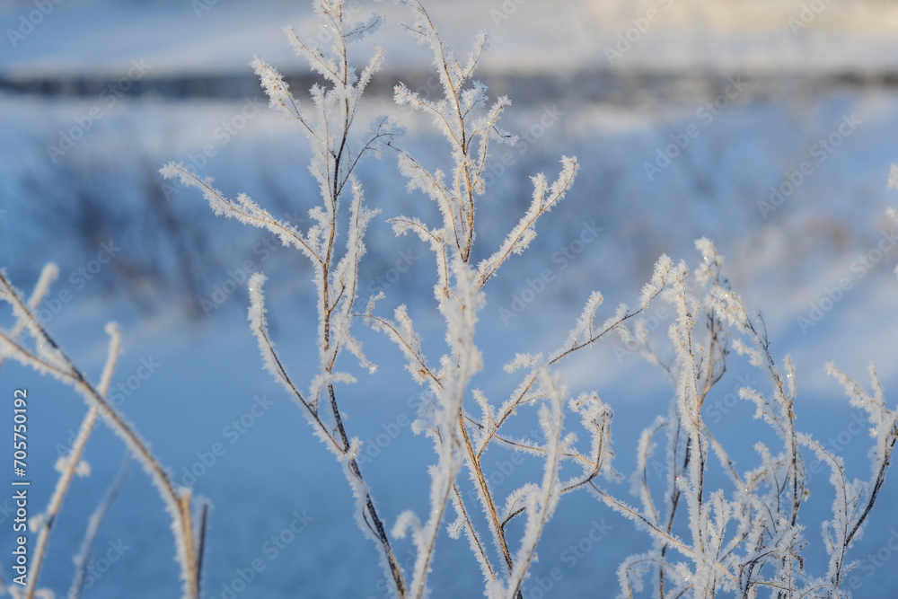 Freeze-framed beauty of a plant coated in nature s frozen jewels. A close-up of a plant draped in shimmering frost. Еhe delicate transformation of a plant into a winter wonderland sculpture. Freeze-framed beauty of a plant coated in nature s frozen jewels. A close-up of a plant draped in shimmering frost. Еhe delicate transformation of a plant into a winter wonderland sculpture.