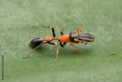 Ant Mimic Spider in Focus