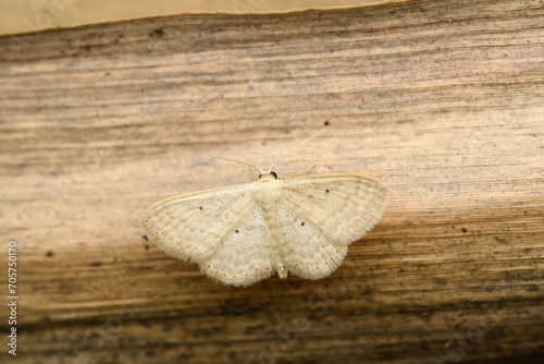 Lesser Cream Wave Moth