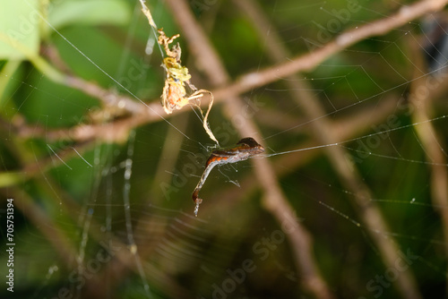 Scorpion-Tailed Spider on Web Strand, Satara, India