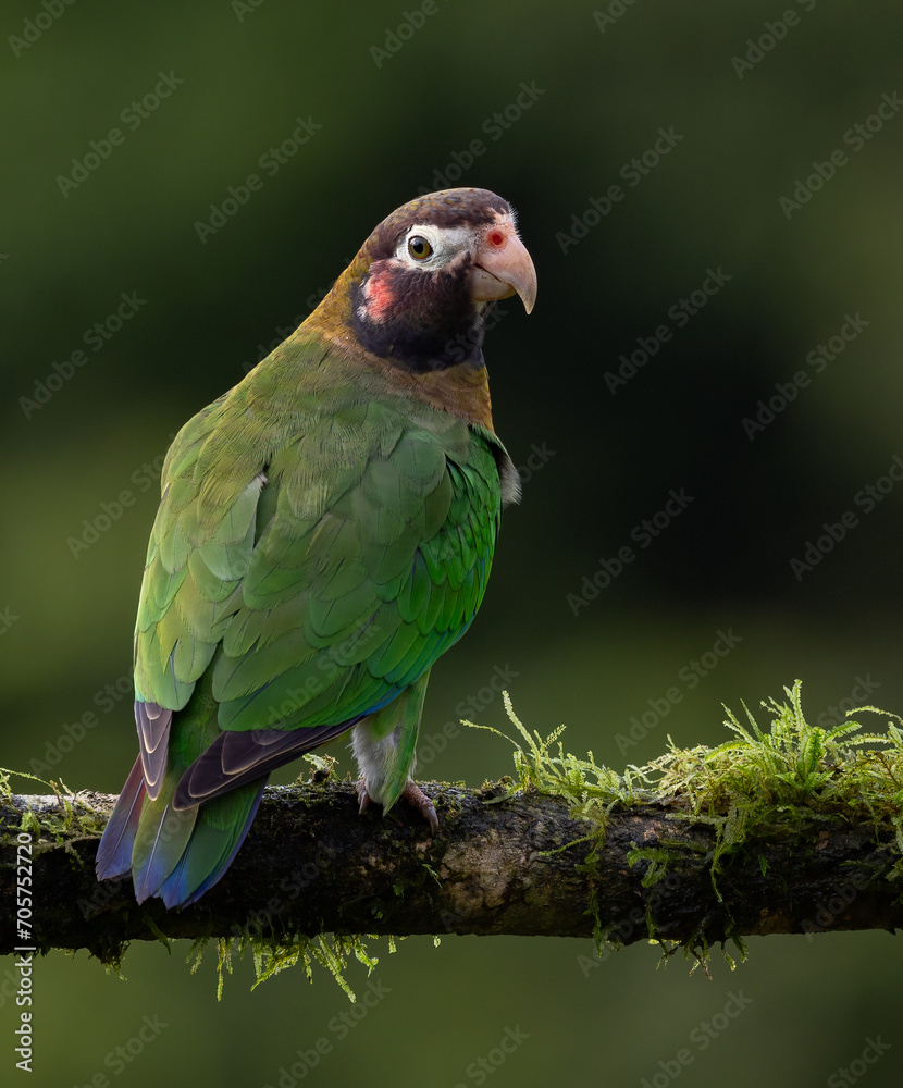 Brown hooded parrot in Costa Rica 