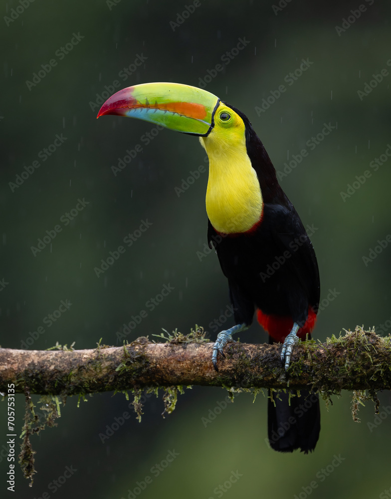 Fototapeta premium Keel-billed toucan in Costa Rica 