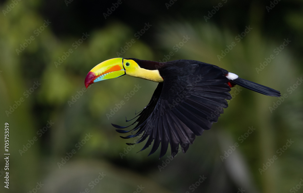 Fototapeta premium Keel-billed toucan in Costa Rica 
