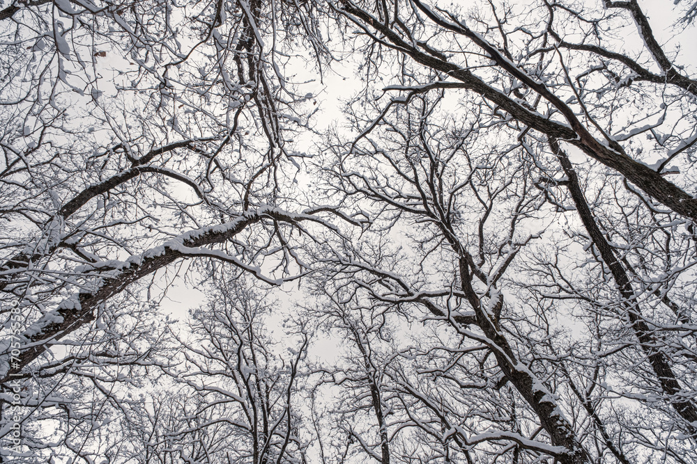 Winter forest, view from below. Leafless winter trees with snow on branches Winter forest, view from below. Leafless winter trees with snow on branches
