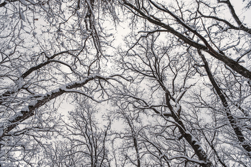 Winter forest, view from below. Leafless winter trees with snow on branches