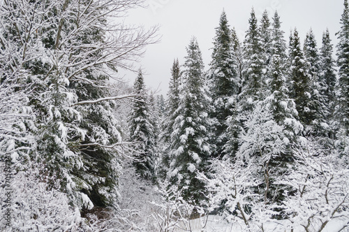 Snow Covered Trees, Silver Lake Wilderness Area, Adirondack Forest Preserve, New York,USA © Bob