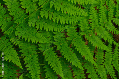 Spinulose Wood Fern (Dryopteris carthusiana), Siamese Ponds Wilderness Area, Adirondack Forest Preserve, New York, USA photo