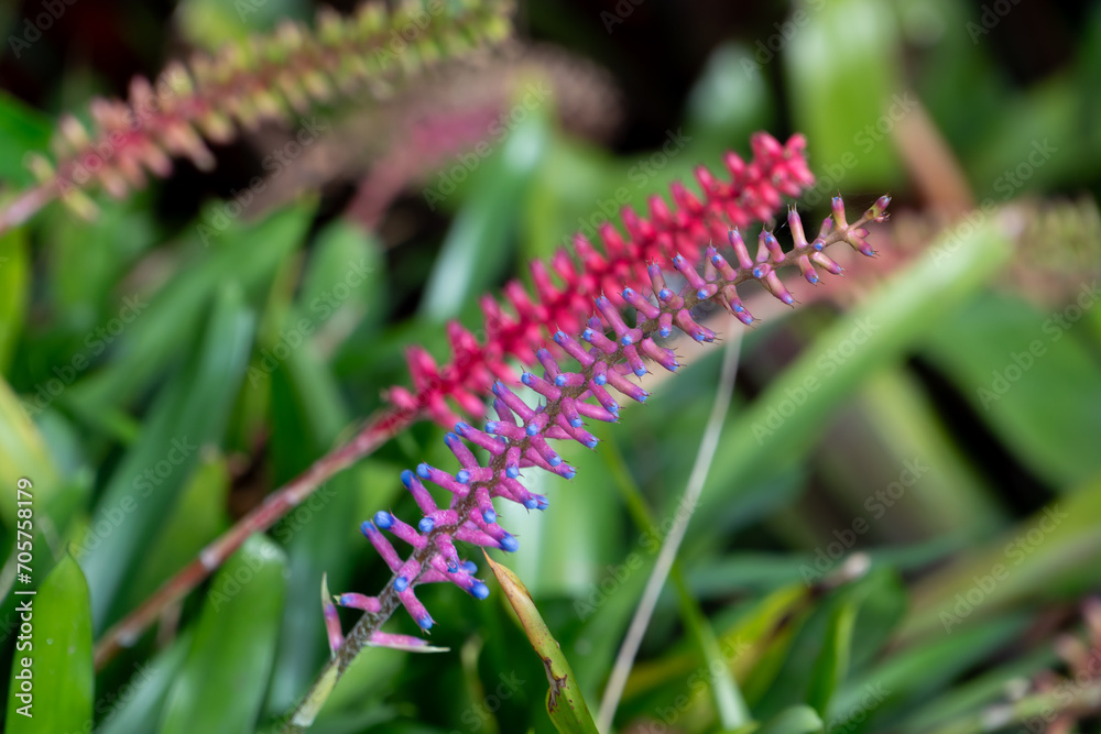 Tropical Plants in the botanical garden of funchal on Madeira Tropical Plants in the botanical garden of funchal on Madeira