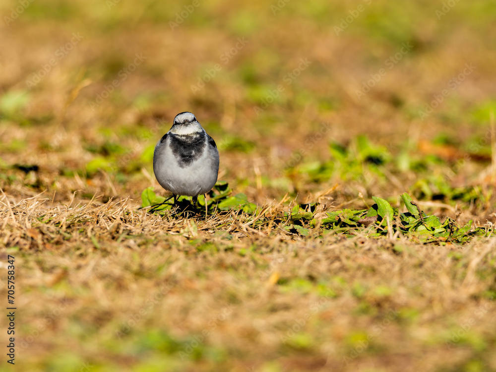 Obraz premium 地面を歩くハクセキレイ