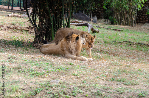 A pair of lions in a zoo